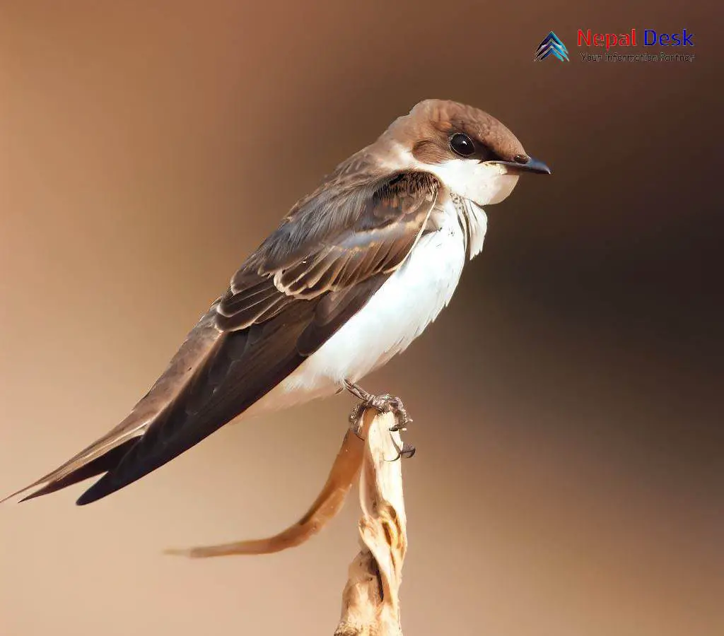 Common Sand Martin A Master of Aerial Agility and Underground Nests